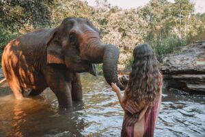 Elefantes en Tailandia: 4 cosas que…