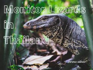 Monitor Lizards en Tailandia: Qué saber…