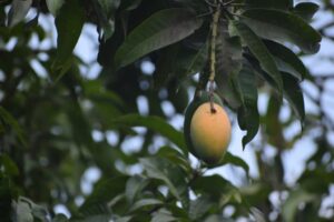 ¿Cómo cultivar tus propios mangos tailandeses?